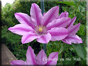 Clematis photograph