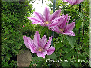 Clematis photograph