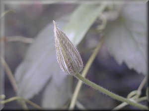 Clematis photograph