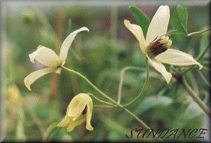 Clematis photograph