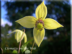 Clematis photograph