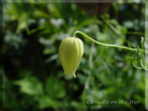 Clematis photograph