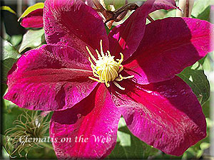 Clematis photograph