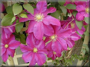 Clematis photograph