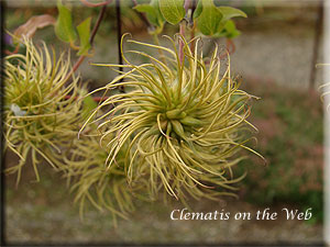 Clematis photograph