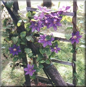 Clematis photograph