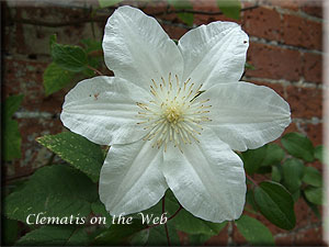 Clematis photograph