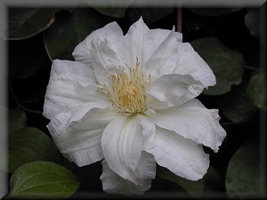 Clematis photograph