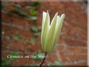 Clematis photograph