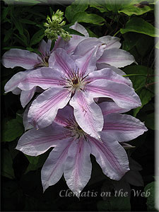 Clematis photograph