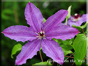 Clematis photograph