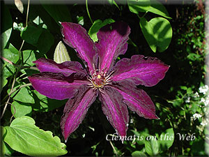 Clematis photograph