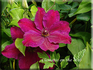 Clematis photograph