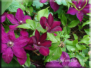 Clematis photograph