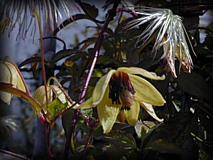 Clematis photograph