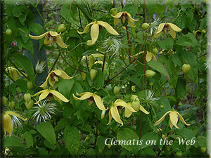 Clematis photograph