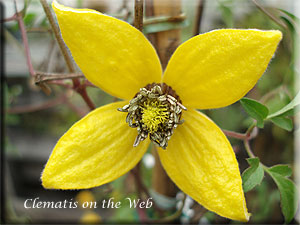 Clematis photograph