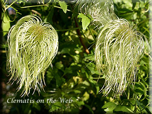 Clematis photograph