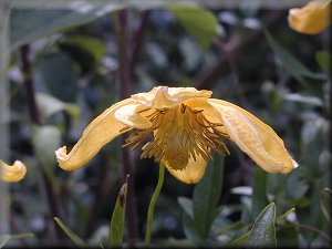 Clematis photograph