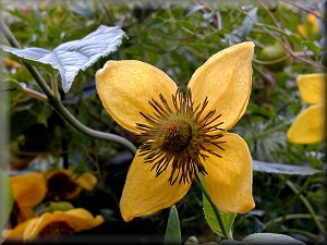 Clematis photograph