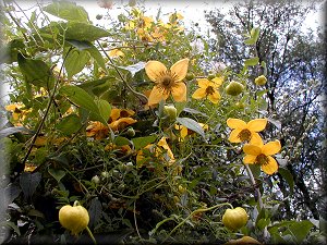 Clematis photograph