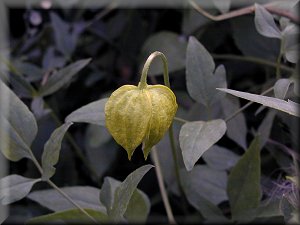 Clematis photograph