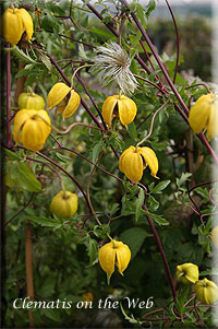 Clematis photograph