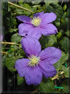 Clematis photograph