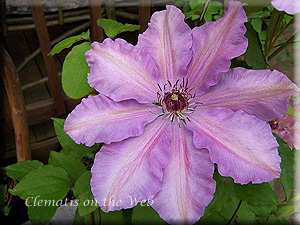 Clematis photograph