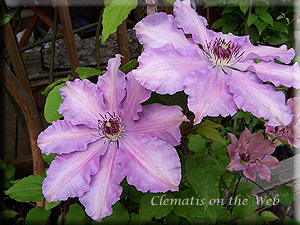 Clematis photograph