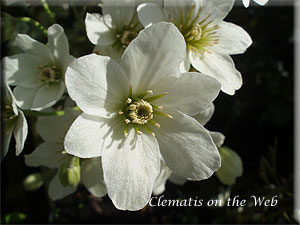 Clematis photograph