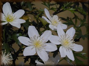 Clematis photograph