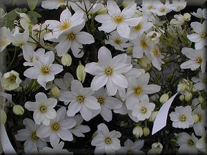 Clematis photograph