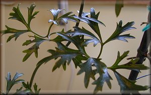 Clematis photograph