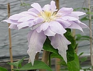 Clematis photograph