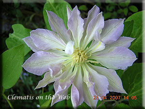 Clematis photograph