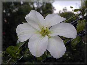 Clematis photograph