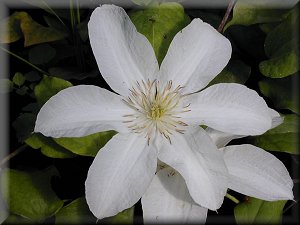 Clematis photograph