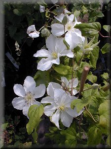 Clematis photograph