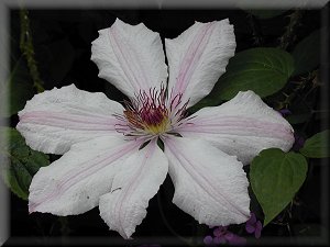 Clematis photograph