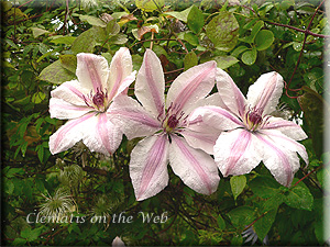 Clematis photograph