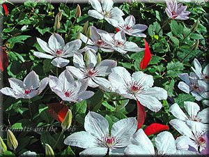 Clematis photograph