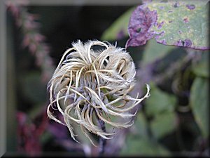 Clematis photograph