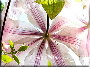 Clematis photograph