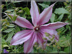 Clematis photograph