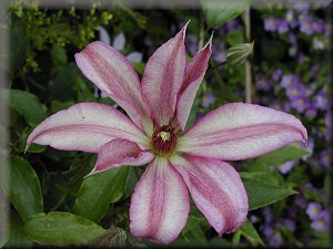 Clematis photograph