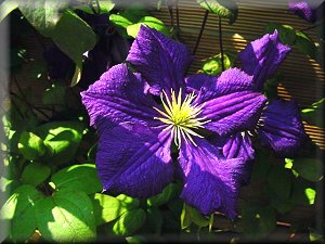 Clematis photograph