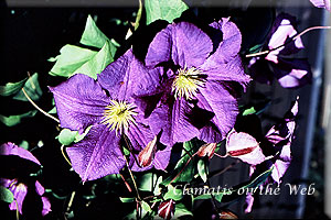 Clematis photograph