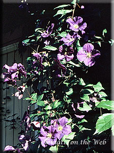 Clematis photograph