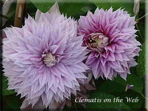 Clematis photograph